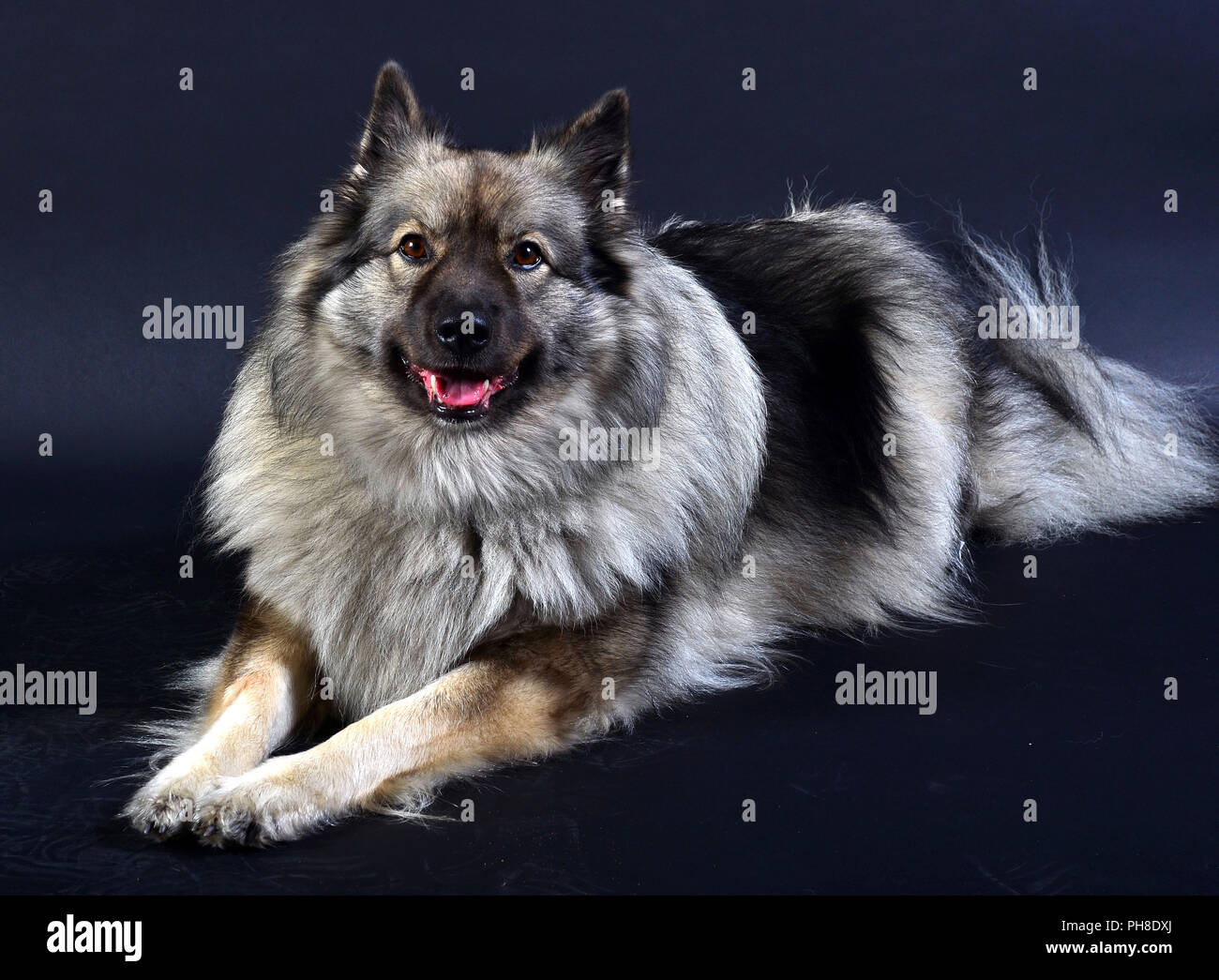 Hund im Photo Studio Stockfoto