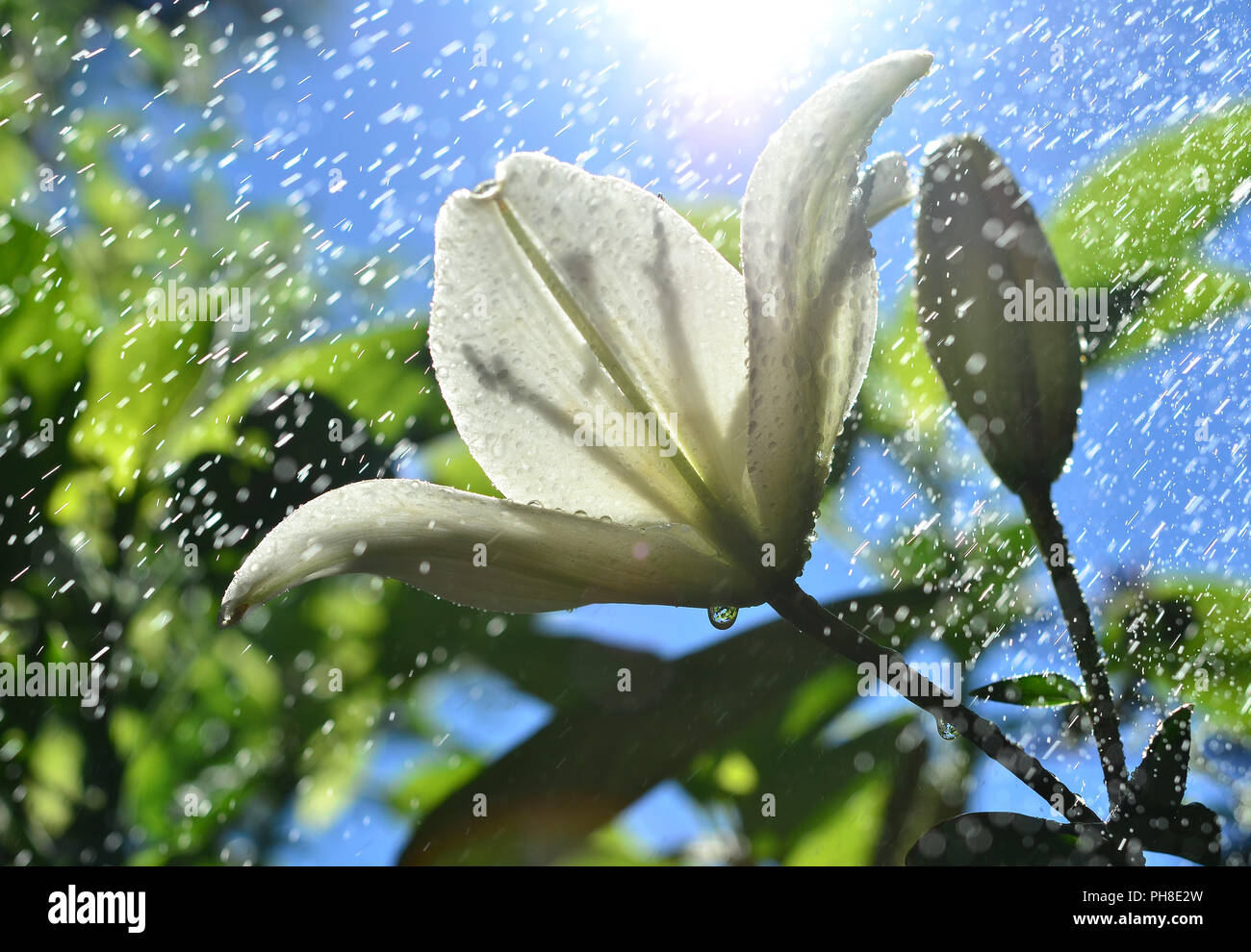 Weiße Lilie mit Wasser Tropfen regen Stockfoto