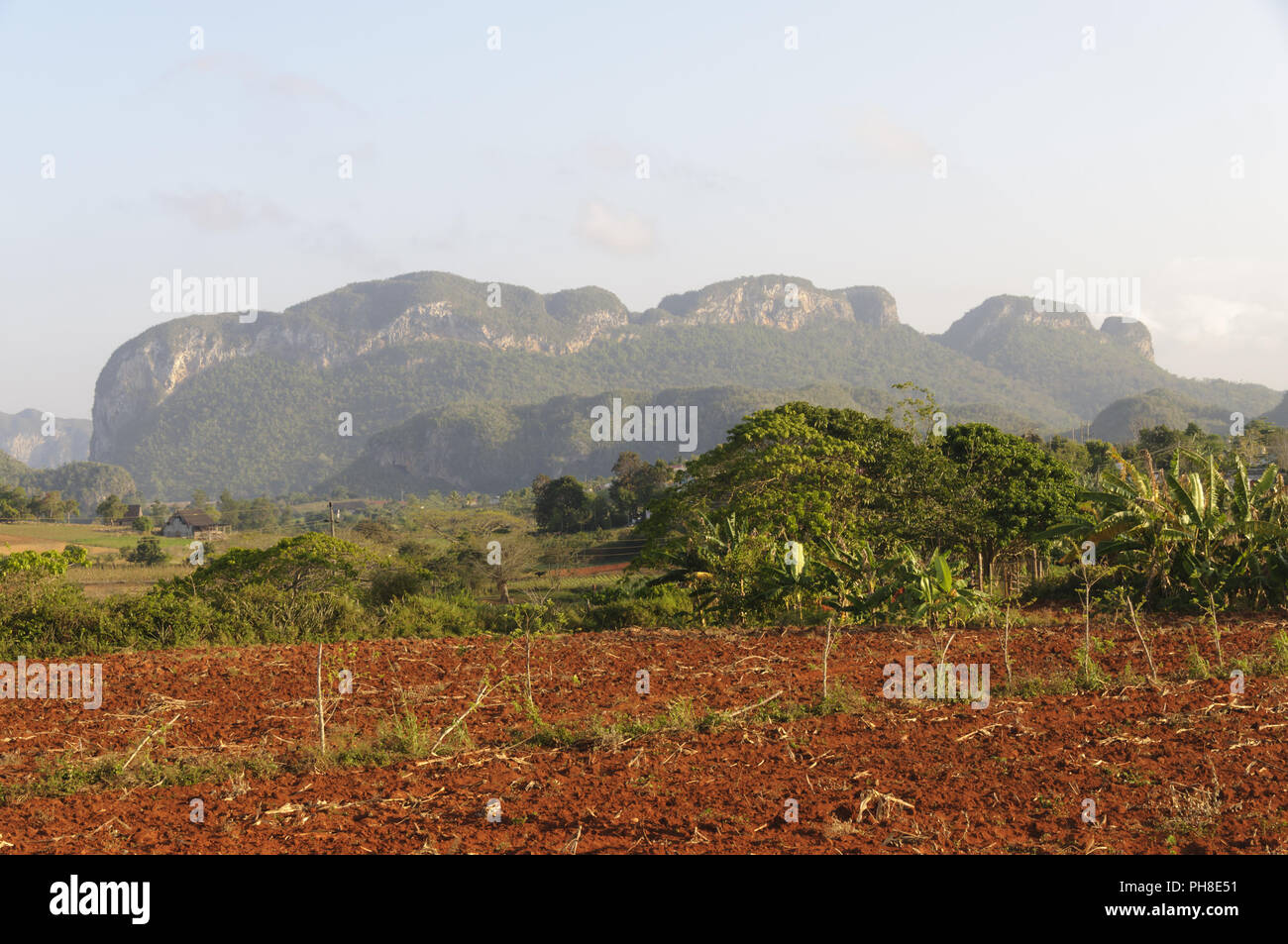 Die Vinales-Valley im Westen von Kuba. Stockfoto