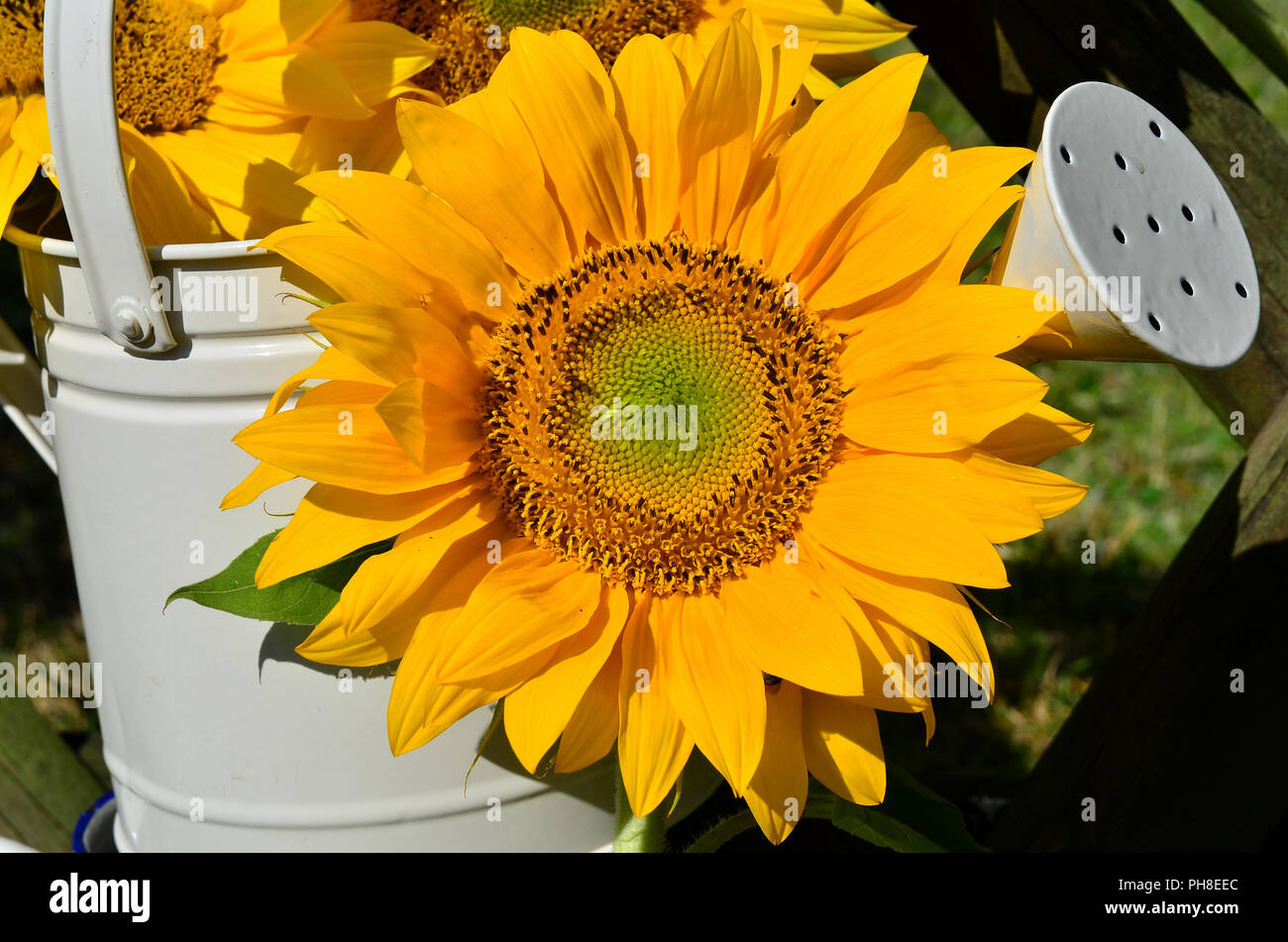 Sonnenblumen im Garten Sommer Stockfoto