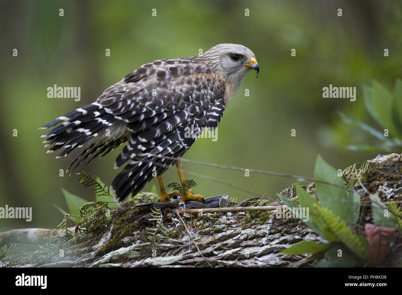 Rotschulterbussard, Buteo lineatus, Rot - geschulterten Falken Stockfoto