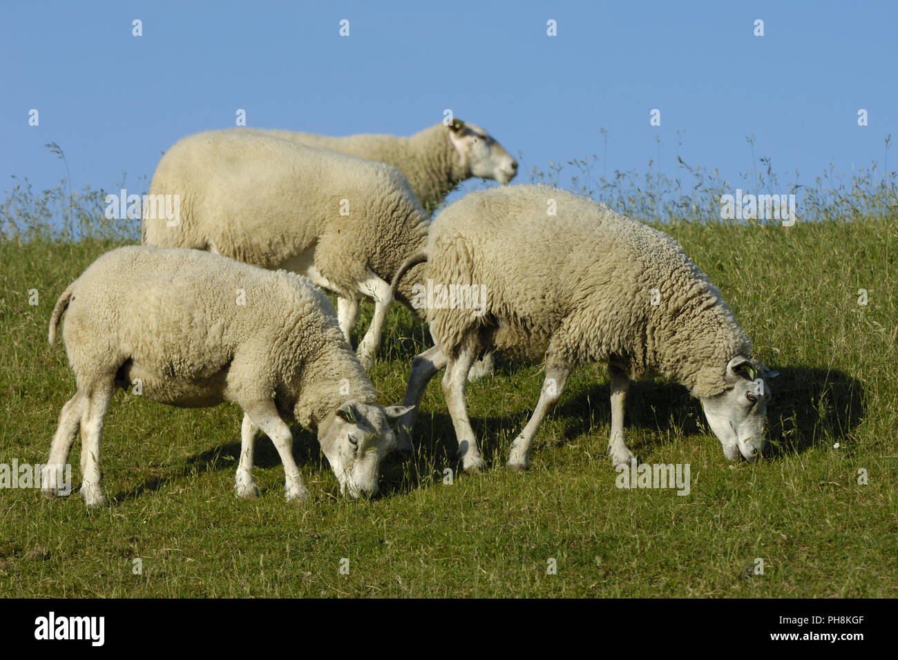 Texelschafe -Fotos und -Bildmaterial in hoher Auflösung – Alamy