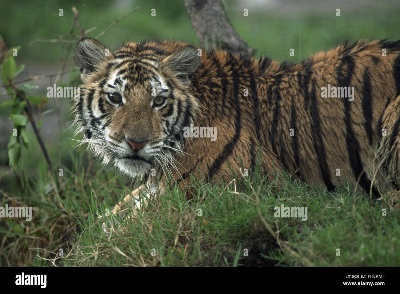 Sibirischer Tiger (Amurtiger), Sibirische Tiger (Panthera tigris altaica) Stockfoto