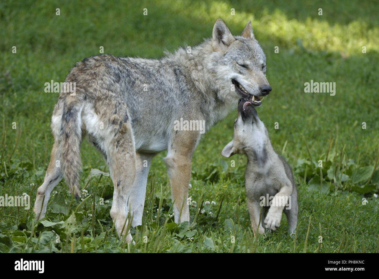 Wolf mit Jungtieren, Wolf mit Jungen (Canis lupus) Stockfoto