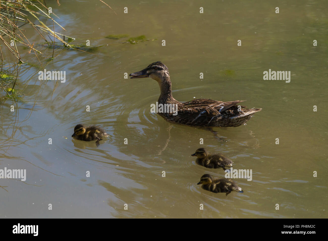 Weibliche Stockente mit Küken in Slimbridge Stockfoto