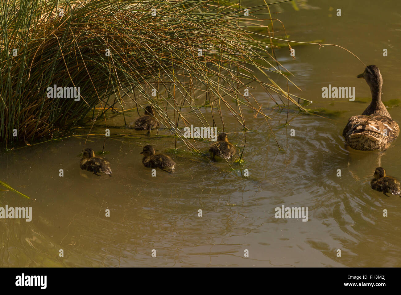 Weibliche Stockente mit Küken in Slimbridge Stockfoto