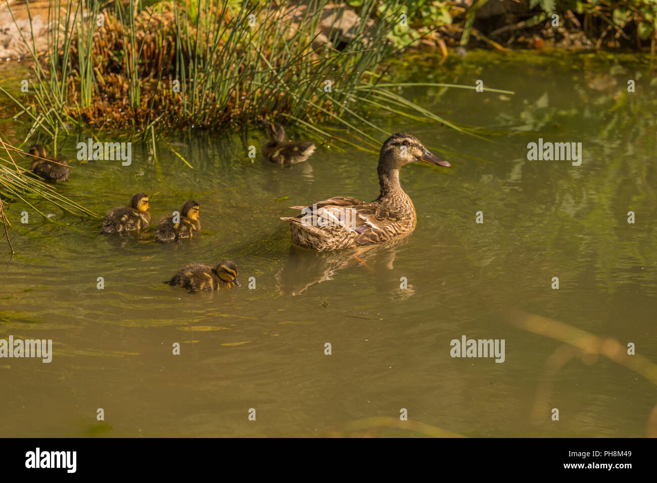 Weibliche Stockente mit Küken in Slimbridge Stockfoto