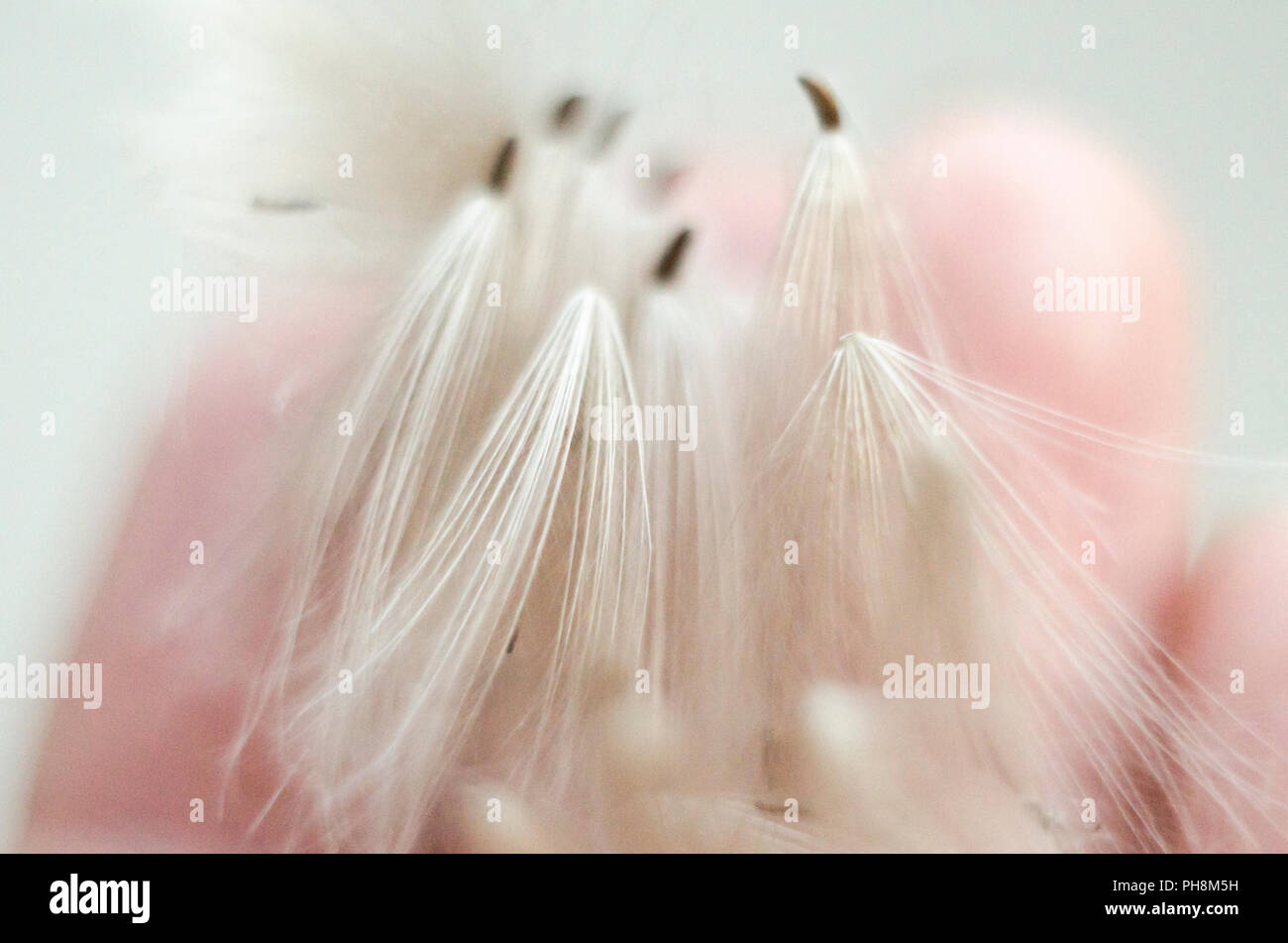 Weißen flauschigen Löwenzahn auf dem verschwommenen Hintergrund. Makro Foto. Stockfoto