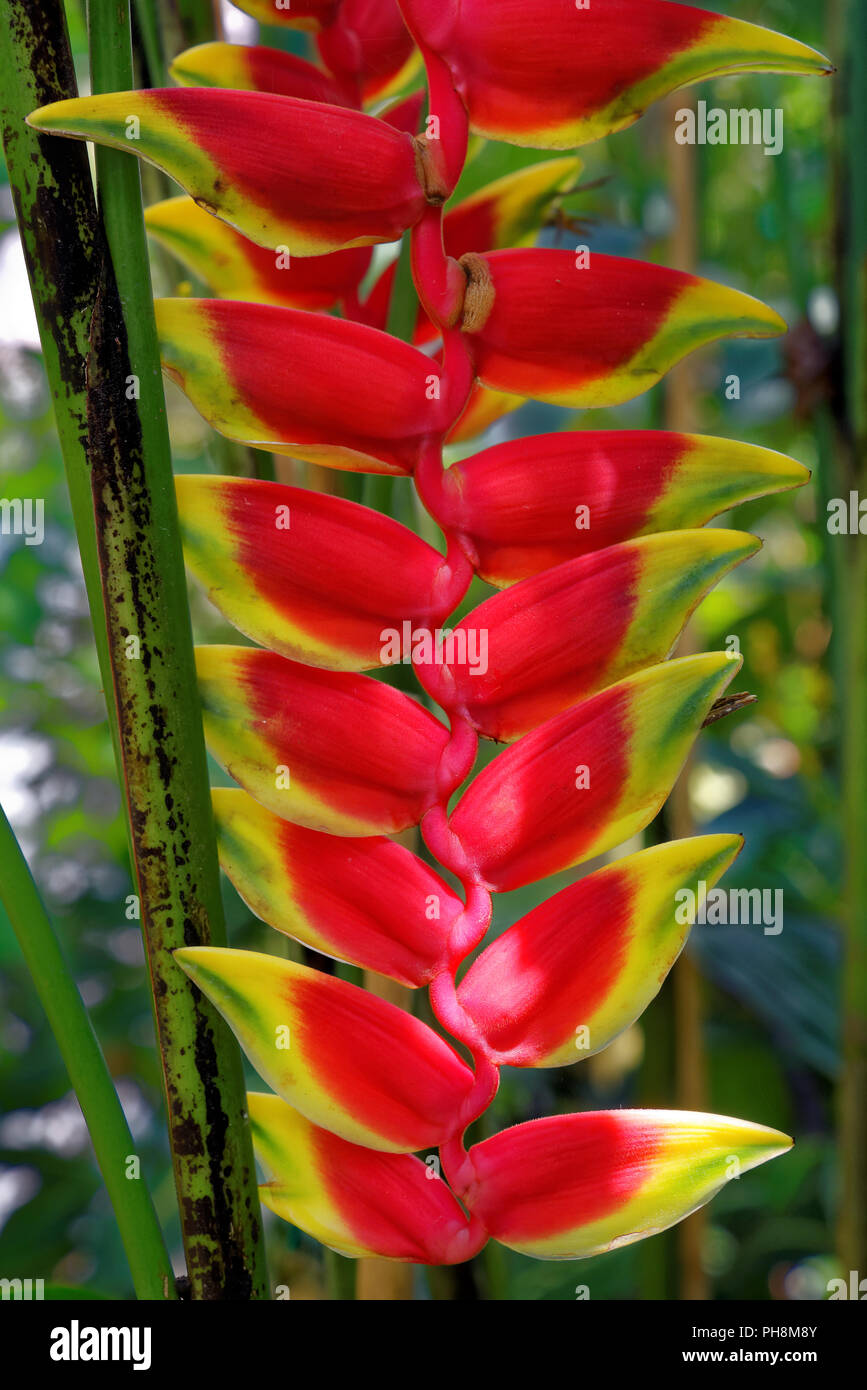 Heliconia Rostrata (auch als hängende Karabinerverschluss oder Falscher Paradiesvogel bekannt) Stockfoto