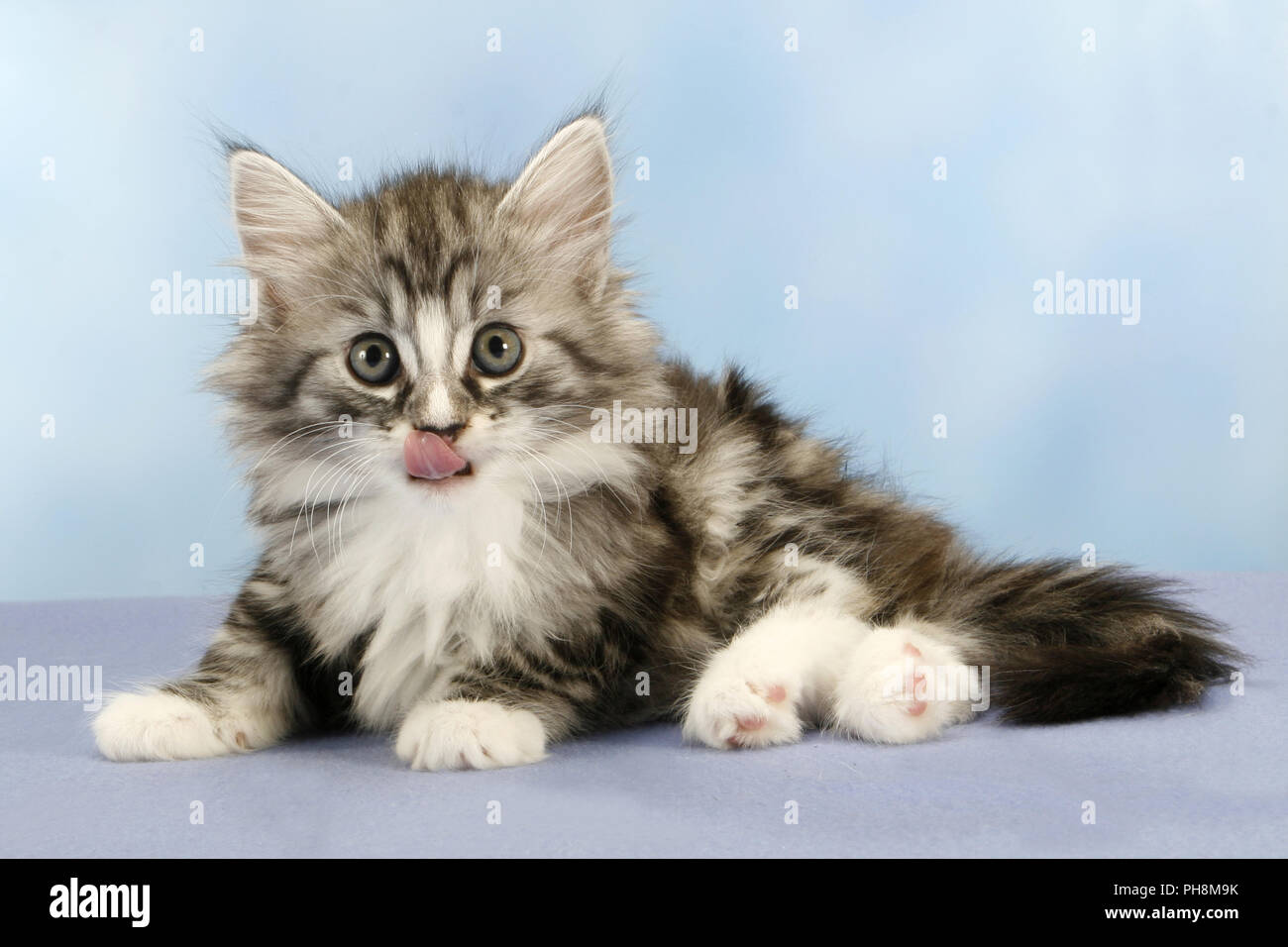 Norwegische Waldkatze, sieben Wochen alt Stockfoto