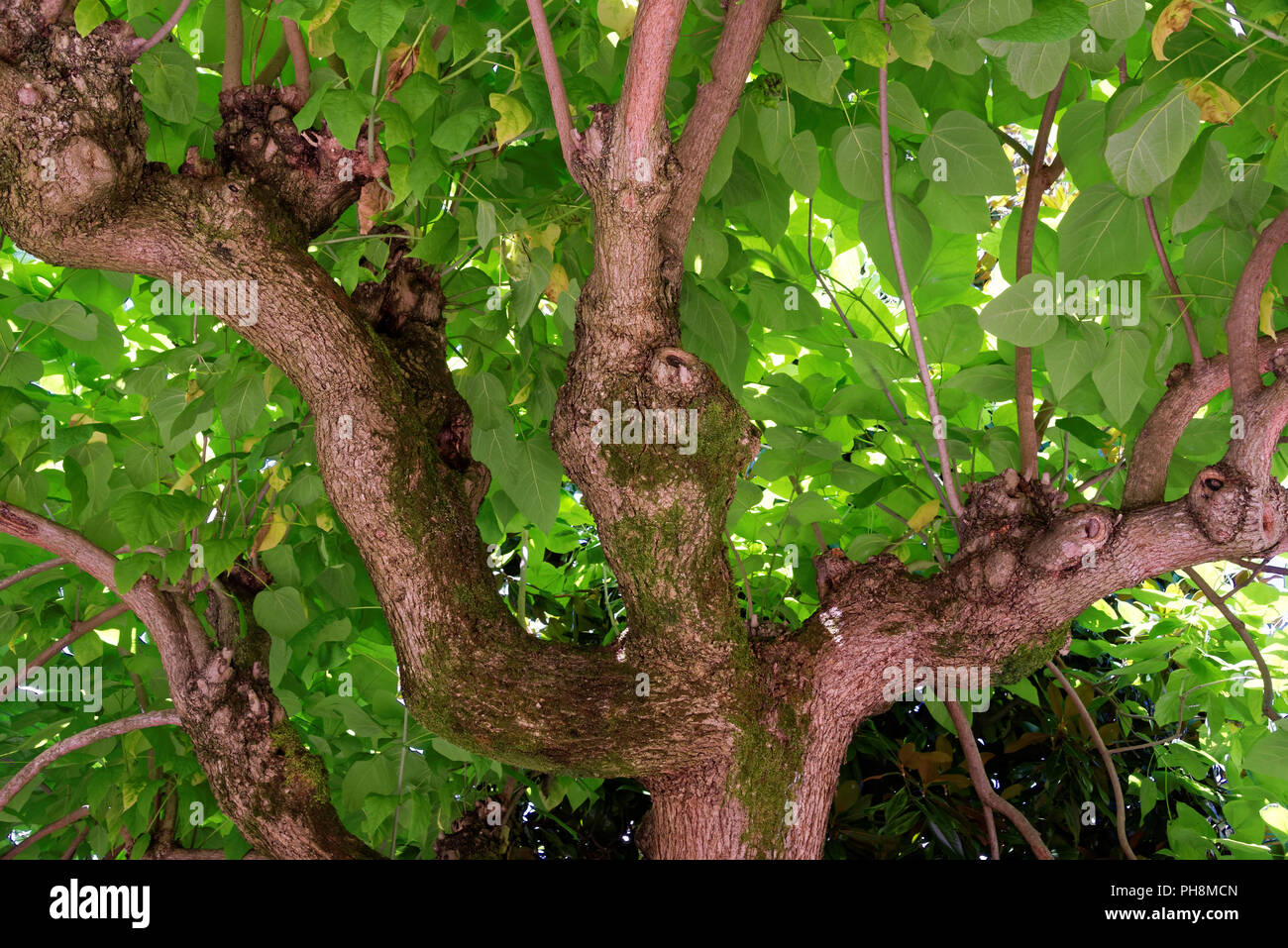 Catalpa bignonioides ist eine Pflanzenart aus der Gattung der Catalpa, native auf den Südosten der Vereinigten Staaten in Alabama, Florida, Georgia, Louisiana, Mississippi Stockfoto