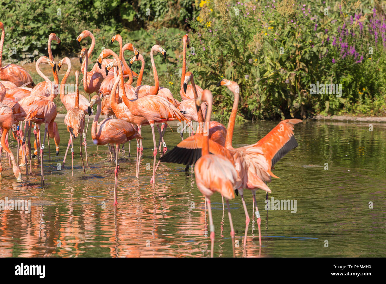 Karibik Flamingo an Slimbridge Stockfoto