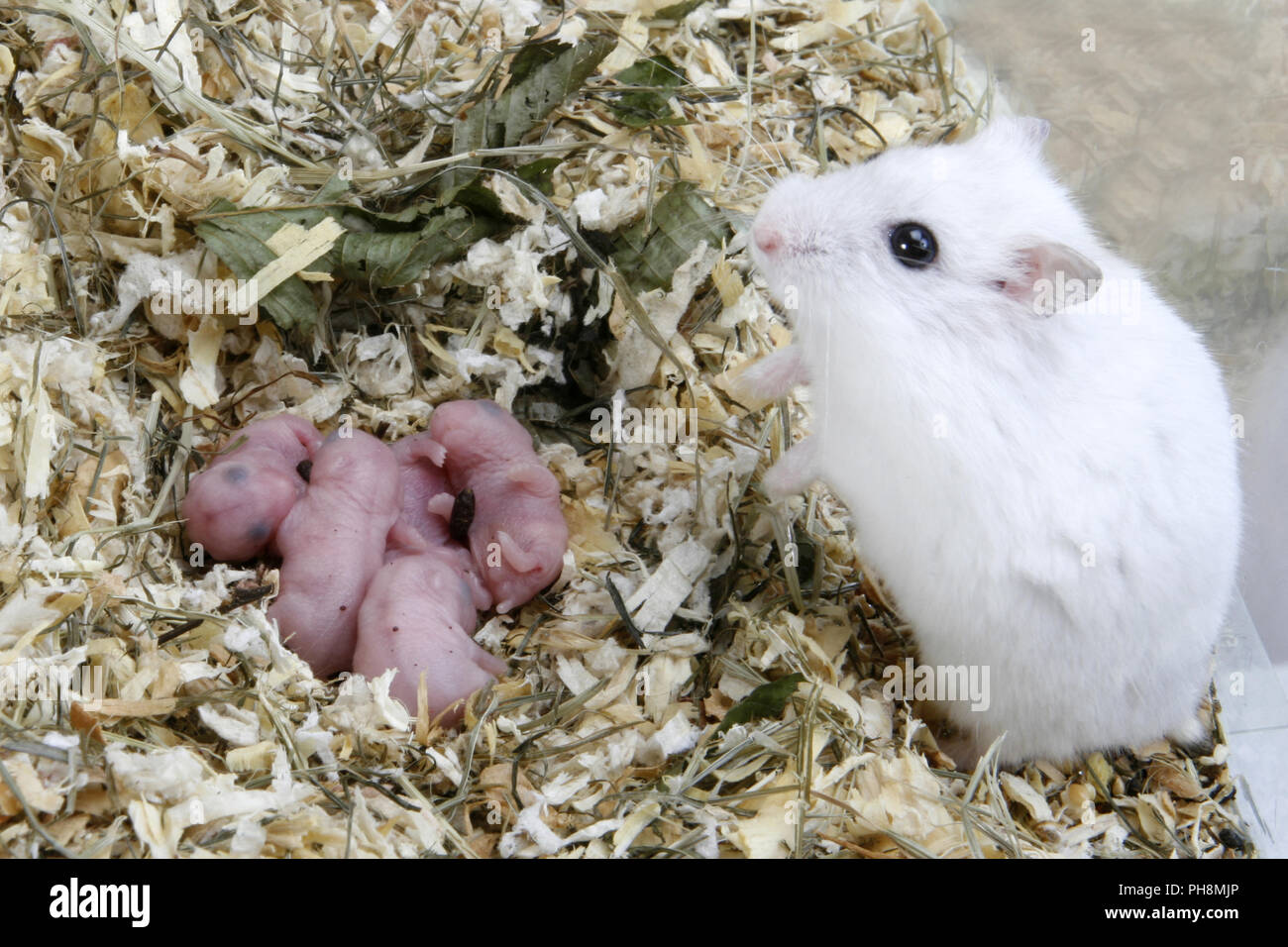 Russische Zwerghamster Stockfotografie Alamy