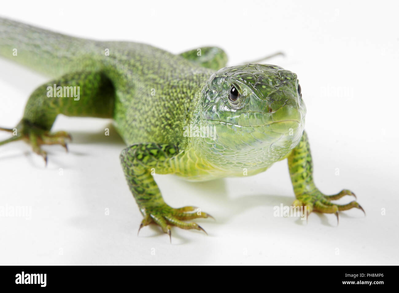 Oestliche Smaragdeidechse, Lacerta viridis, Europäische grüne Eidechse Stockfoto
