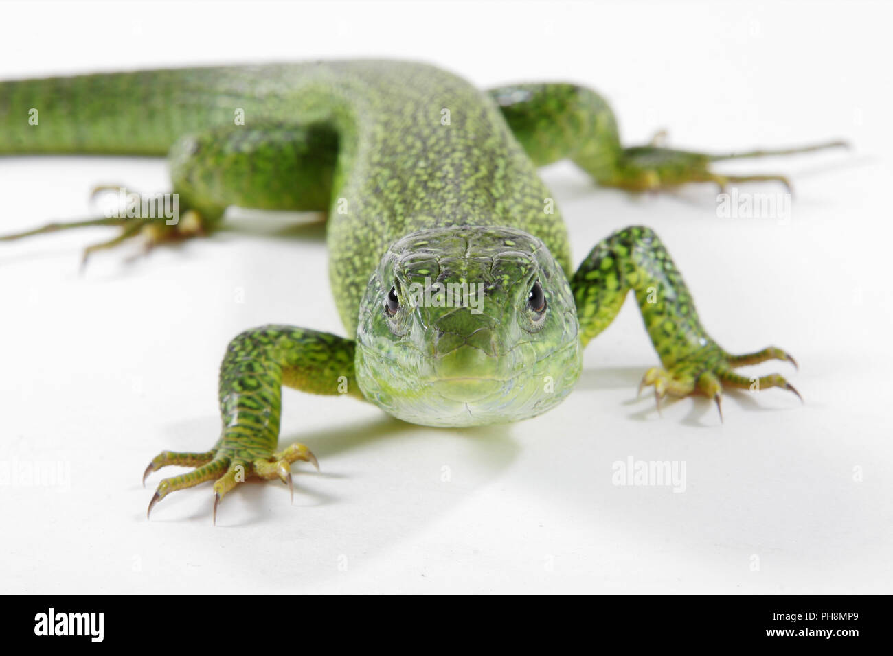 Oestliche Smaragdeidechse, Lacerta viridis, Europäische grüne Eidechse Stockfoto