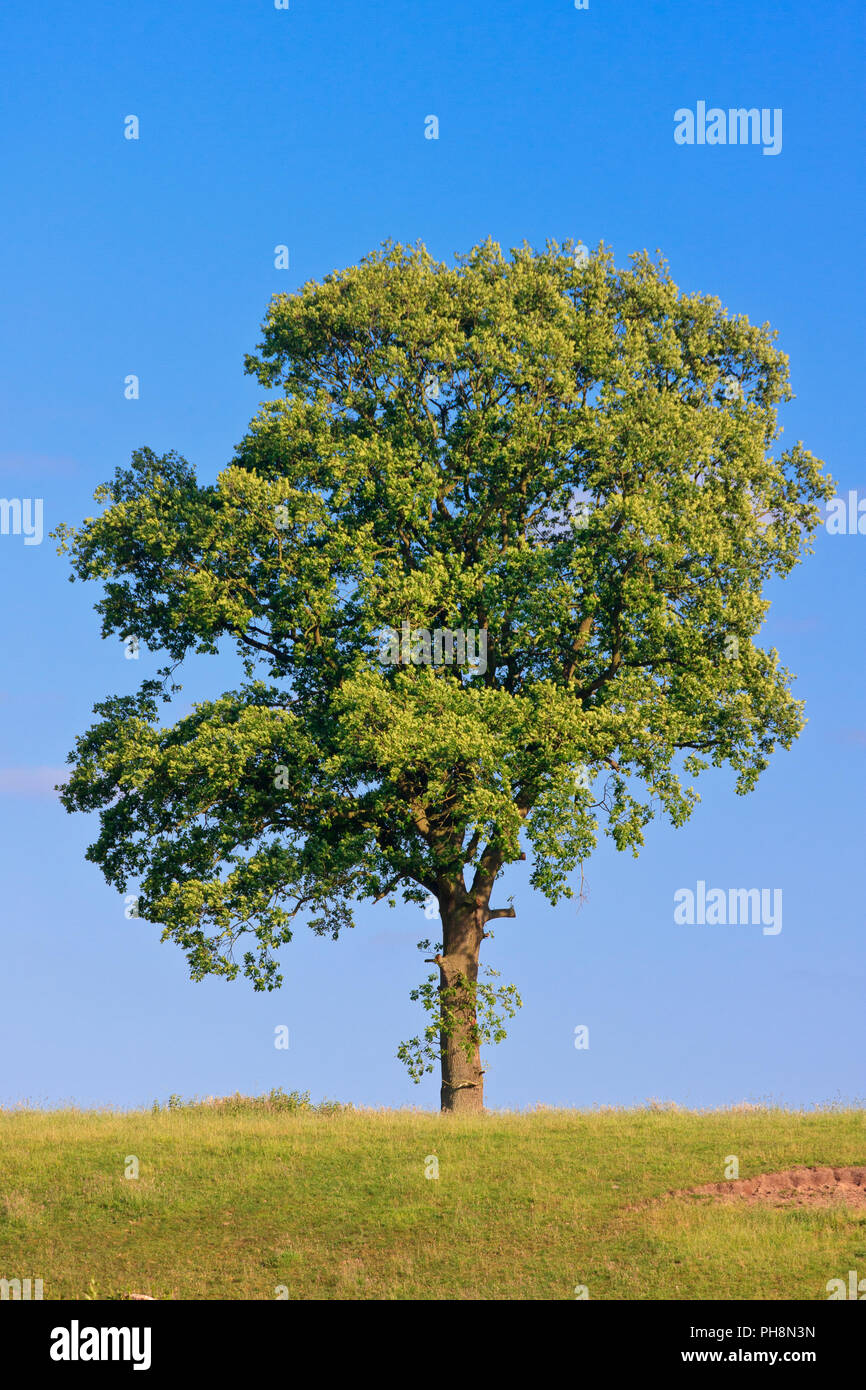 Einsamer Baum Stockfoto