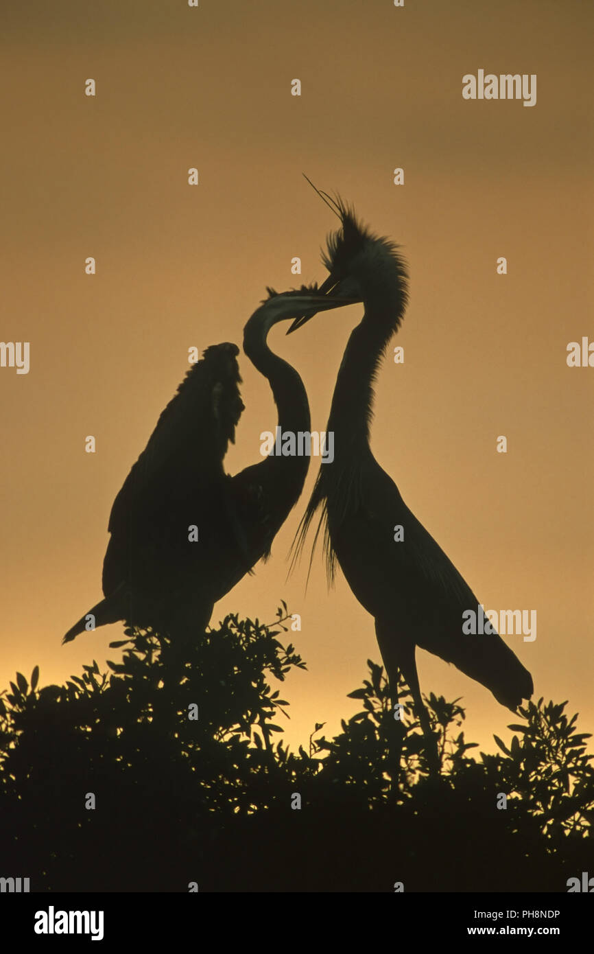 Kanadareiher fuettert Junges, Great Blue Heron fedding Küken Stockfoto