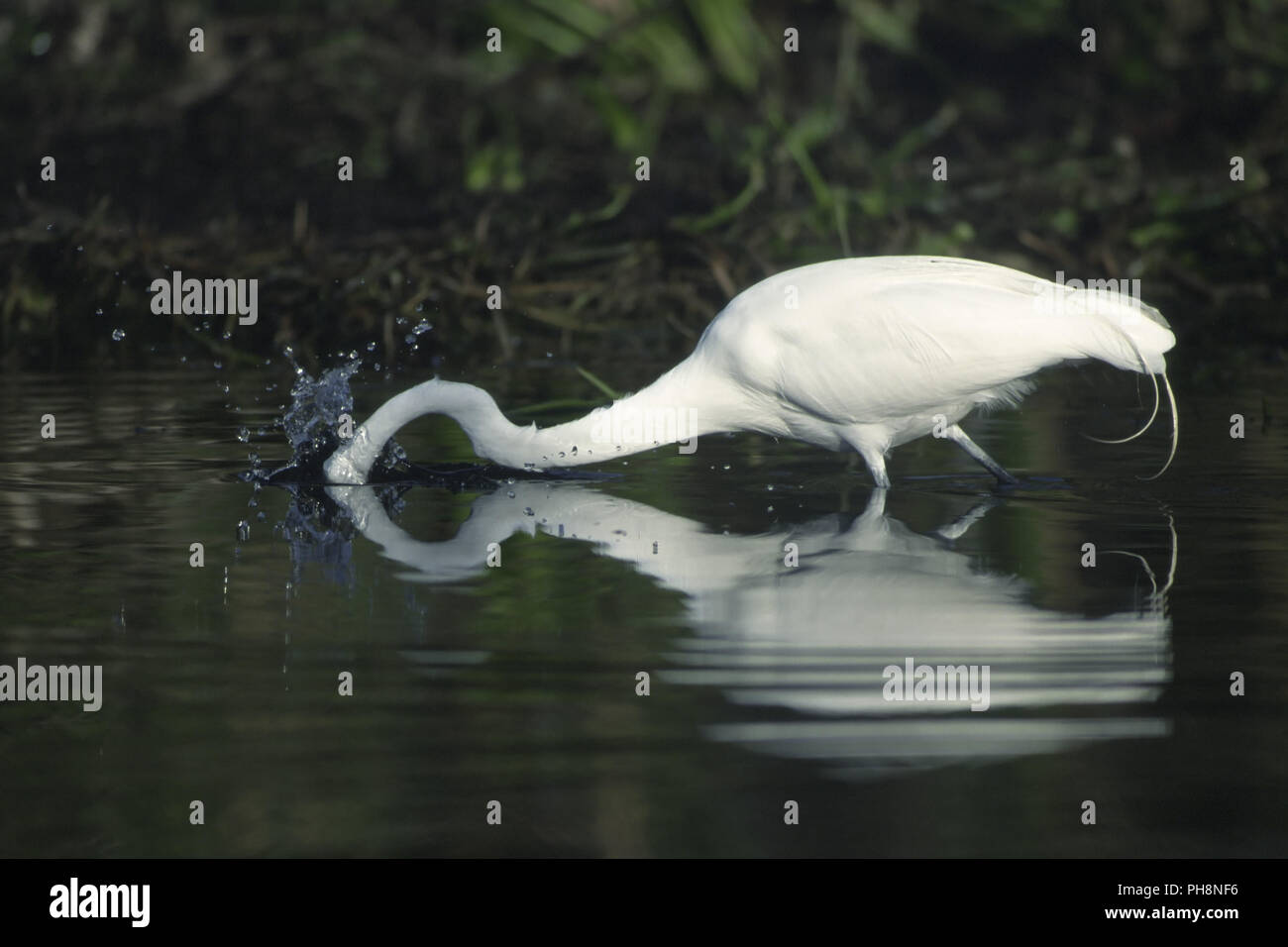 Silberreiher stoesst / Beute Great White Egret butting für Beute Stockfoto