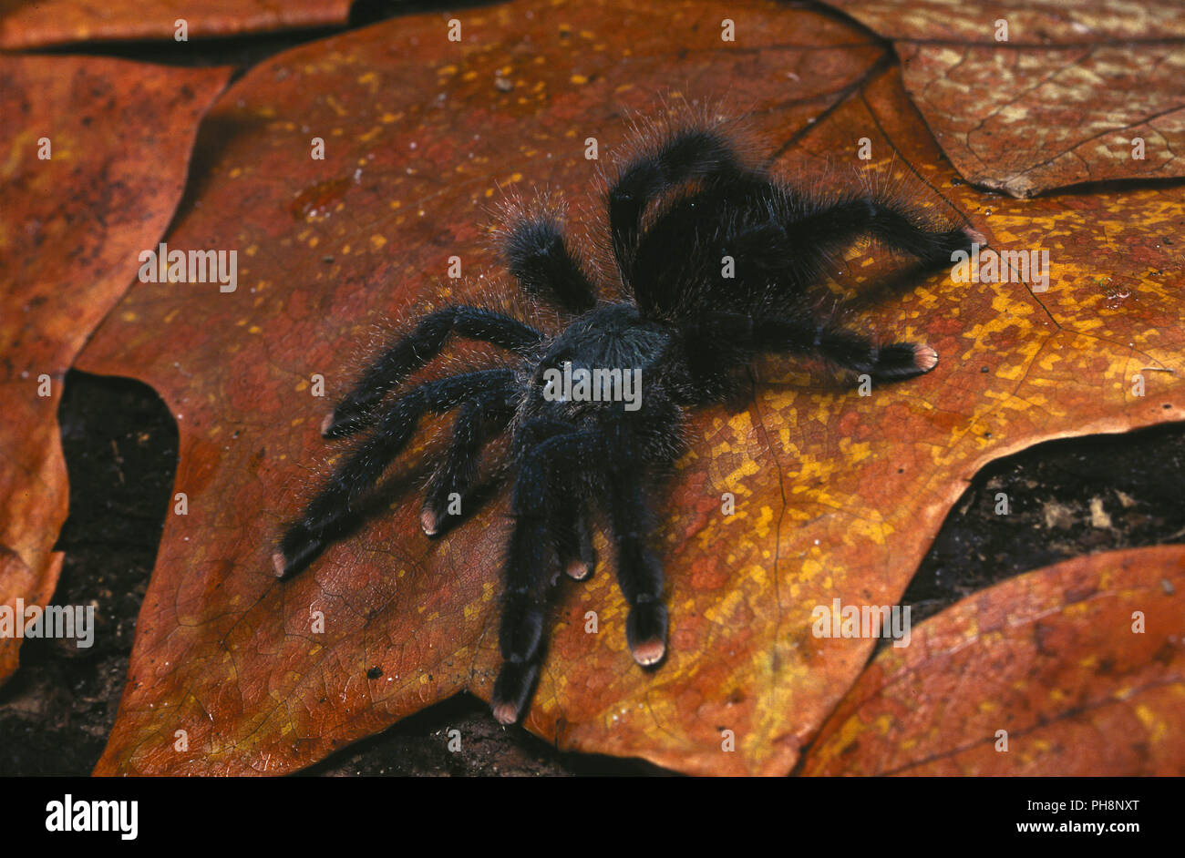 Theraphosidae tarantula spider Fotos und Bildmaterial in hoher