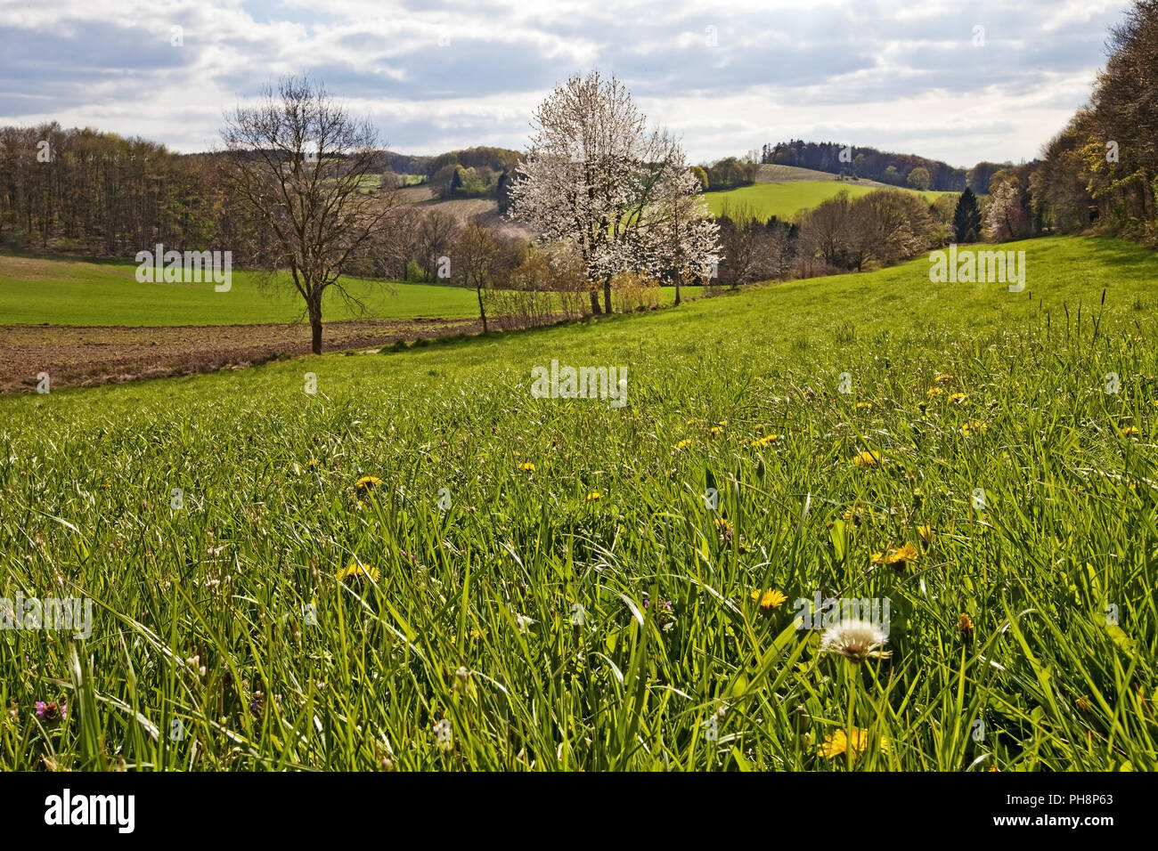 Landschaft im Muttental im Frühjahr, Witten Stockfoto