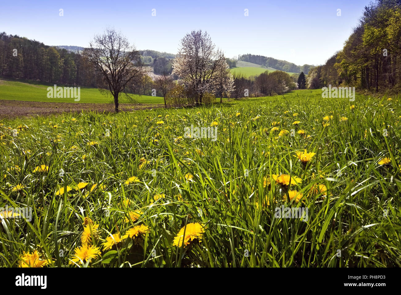 Landschaft im Muttental im Frühjahr, Witten Stockfoto