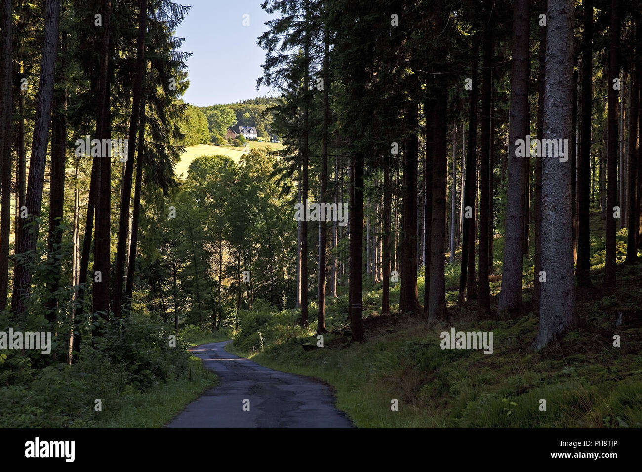 Wald, Landschaft, Meinerzhagen, Deutschland Stockfoto