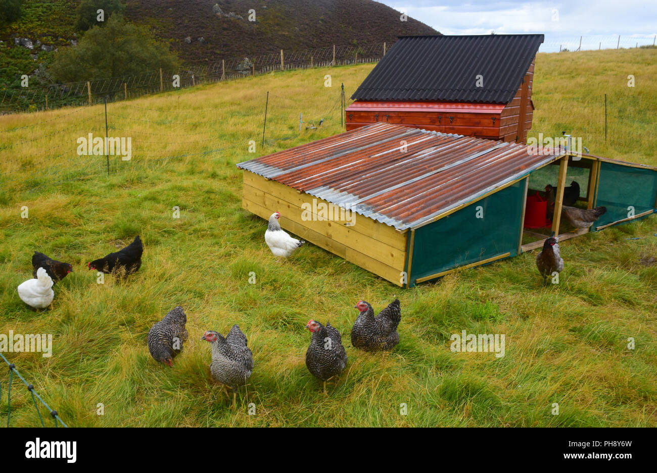 Eier von einer Versammlung der Marans und Leghorn Huehner auf dieser Hill Farm Croft in Strathspey in den schottischen Highlands. Stockfoto