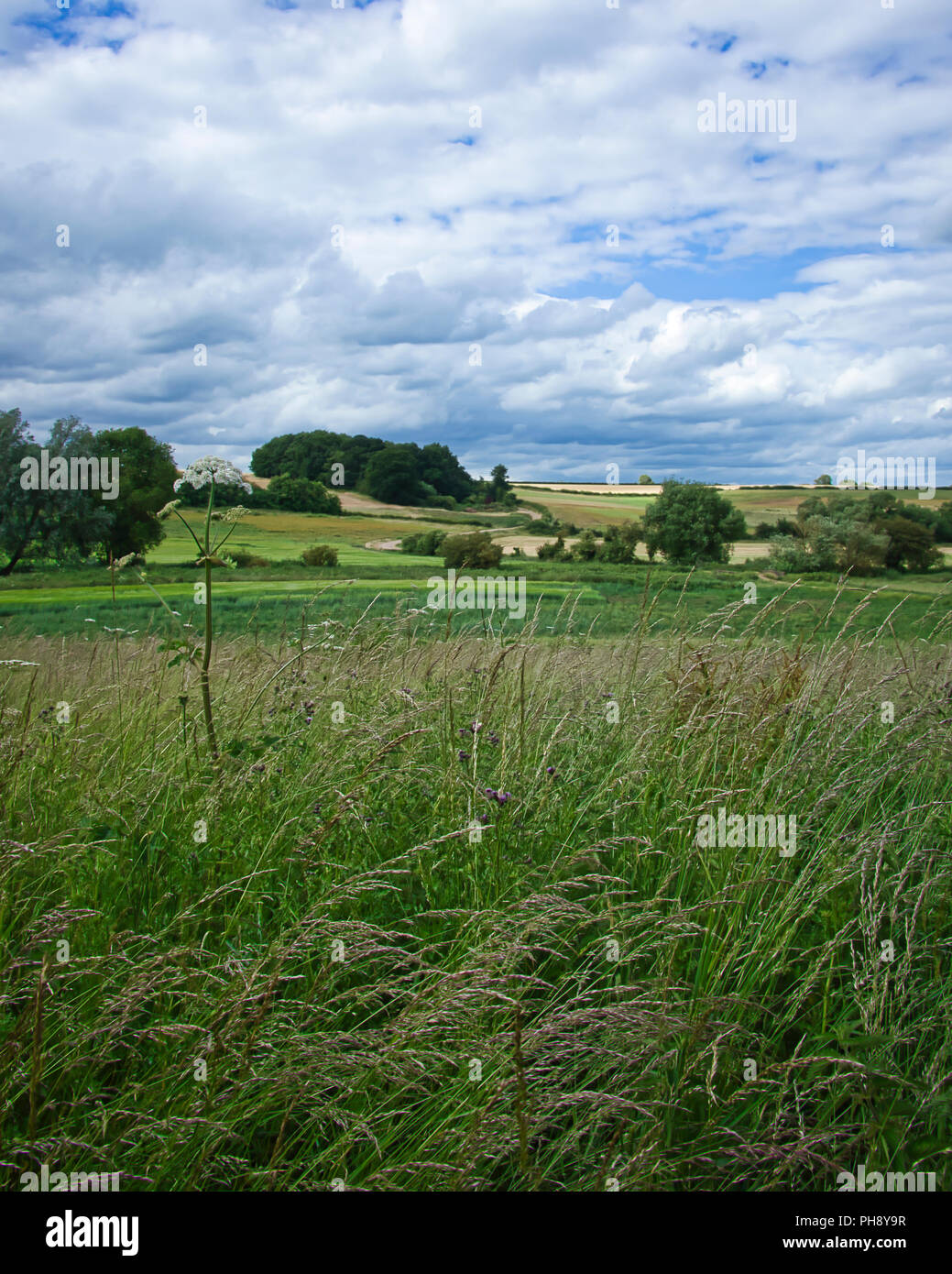 Fynn Tal. England UK. Ein Blick über das Tal mit welligen Hügeln in der Nähe von Suffolk und langes Gras im Vordergrund. Neue Kulturen Farmer's füllen die Mitte im Tal. Helle Wolken füllen viel der Himmel. Stockfoto