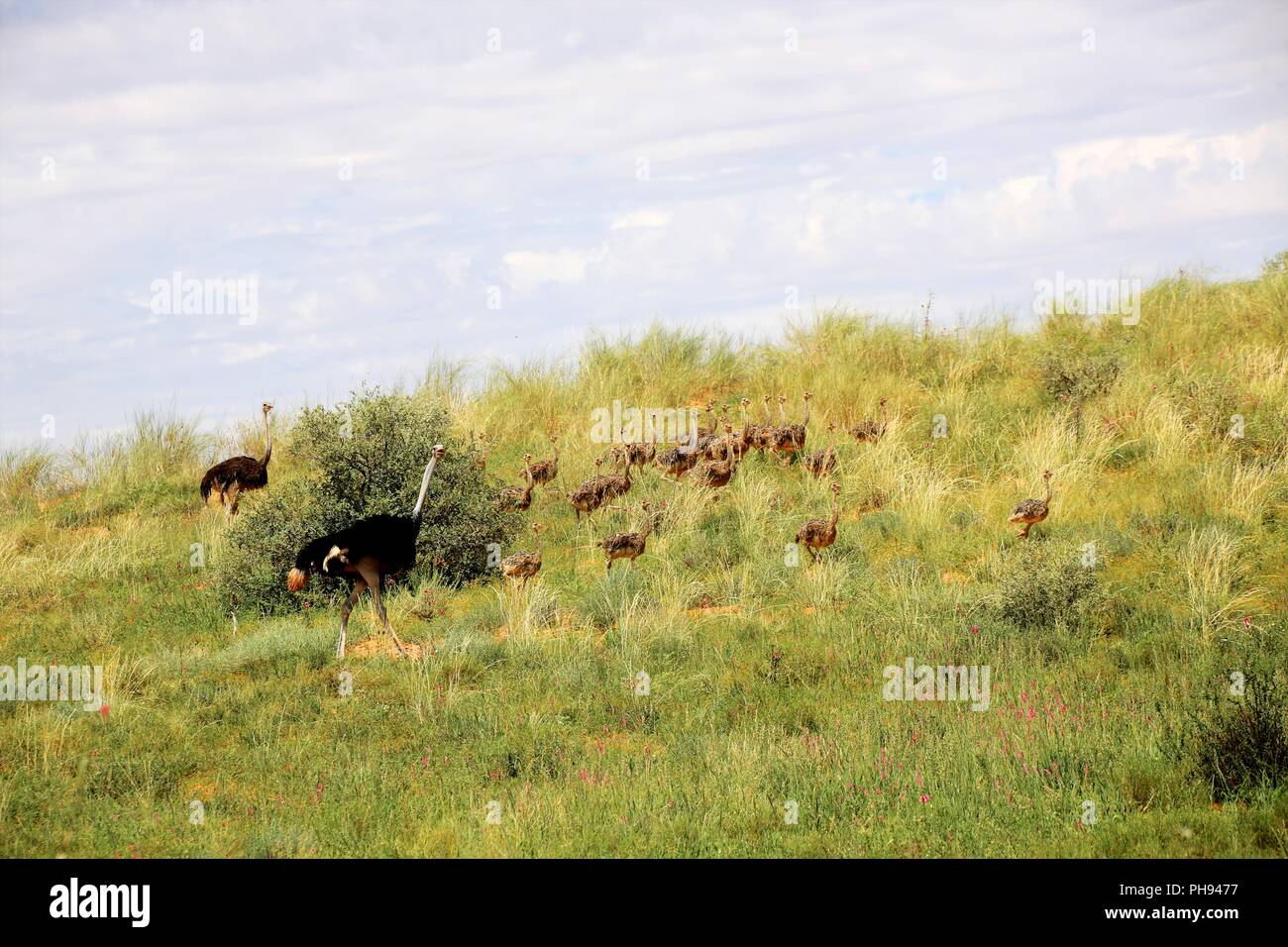 Strauß Babys an der Kgalagadi Transfrontier National Park Stockfoto