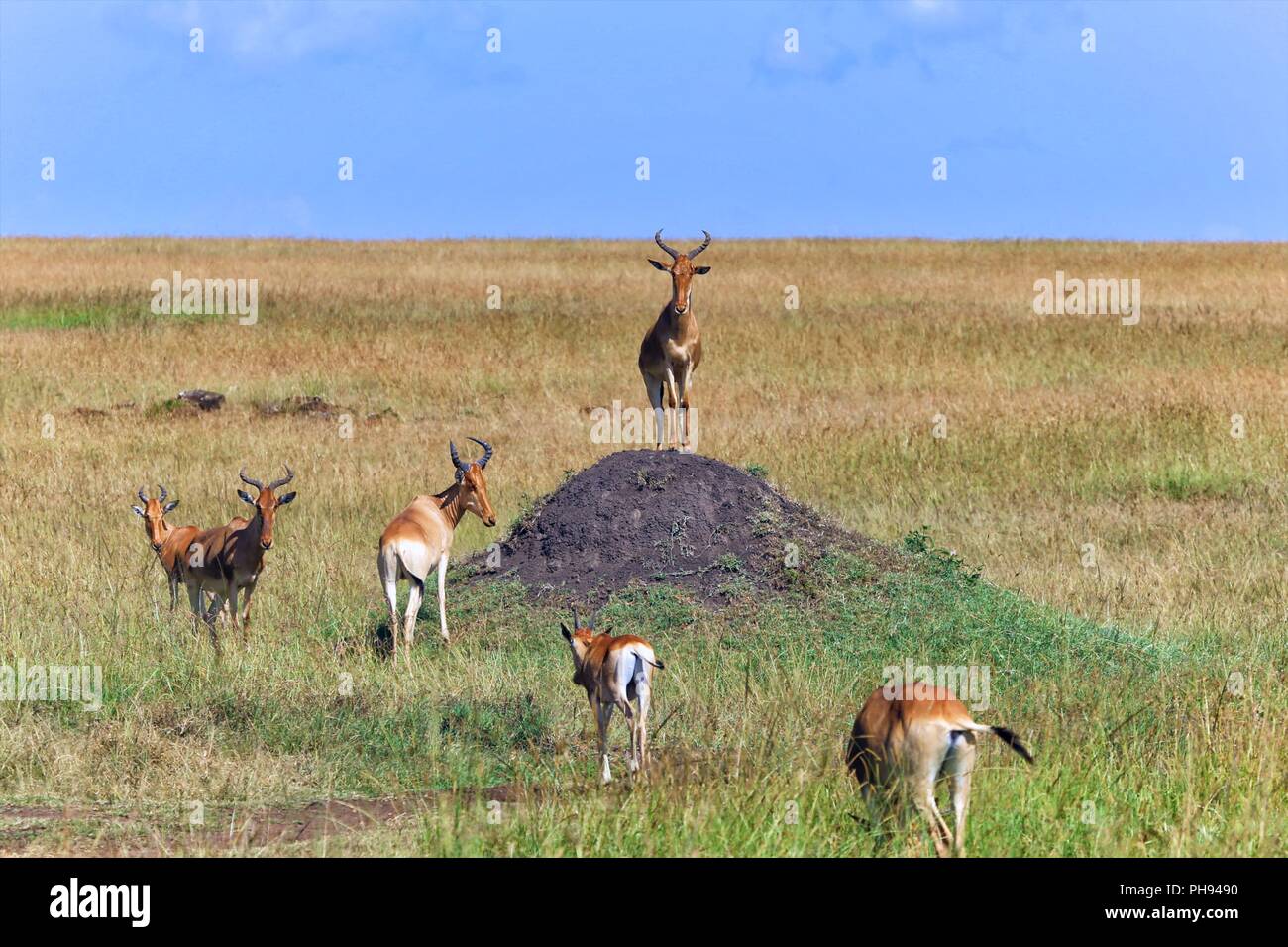 Herde von HARTEBEESTS in der Masai Mara National Park Stockfoto