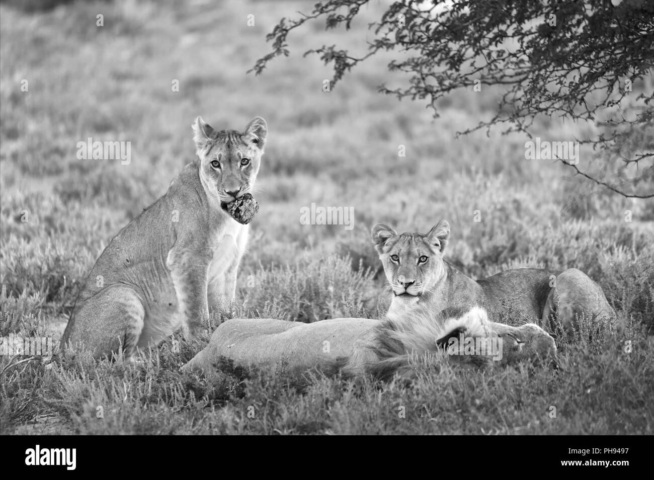 Löwen in der Kgalagadi Transfrontier Park South African Seite Stockfoto