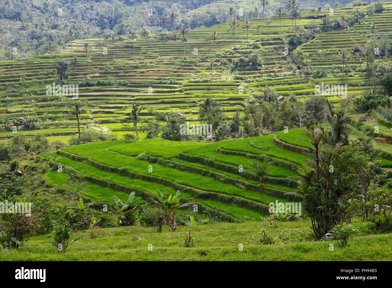 Wunderschöne Reisfeldern in der Nähe von Ubud auf Bali Indonesien Stockfoto