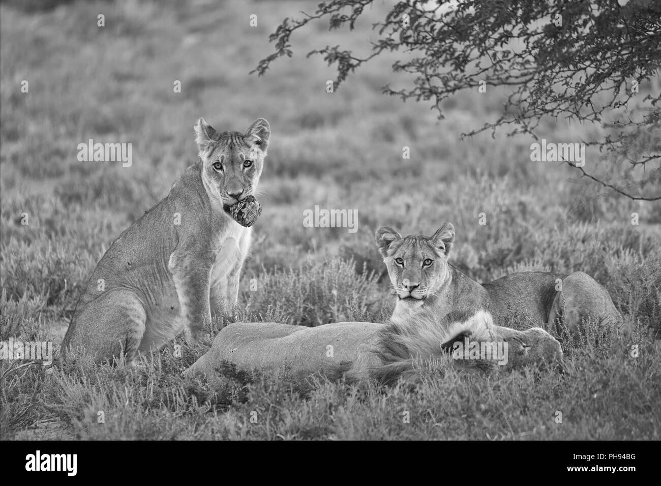 Löwen in der Kgalagadi Transfrontier Park South African Seite Stockfoto