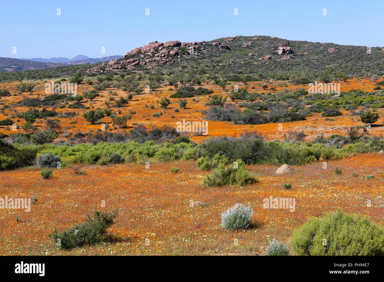 Blüten im namaqualand Nationalpark Südafrika Stockfoto