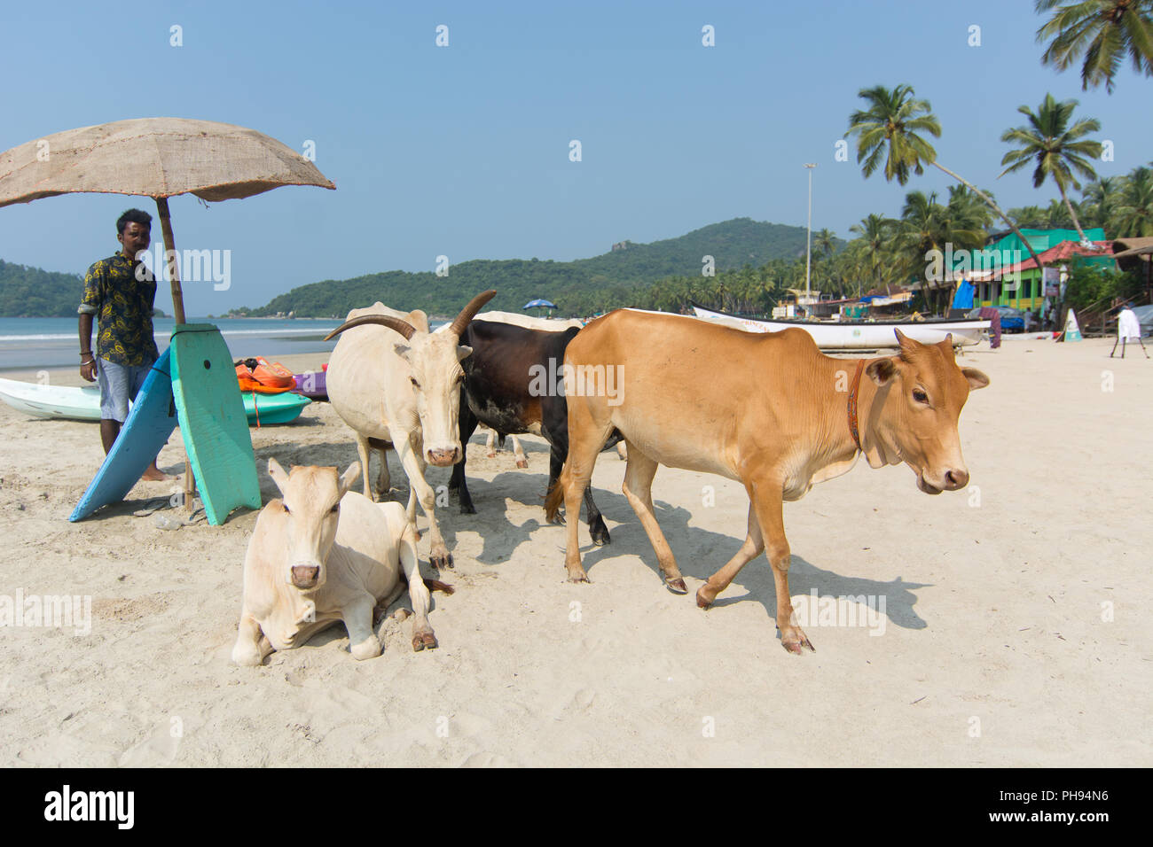 Goa, Indien - 8. Juli 2018 - Kühe am Strand von Palolem - Goa Stockfoto