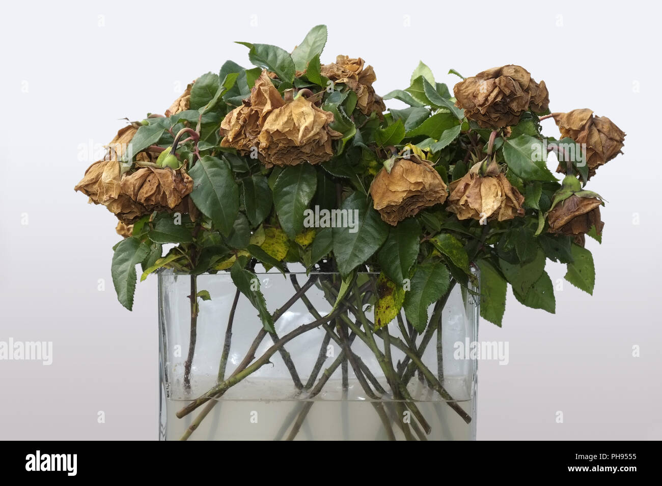 Verwelkten Blumenstrauß aus Rosen Stockfoto
