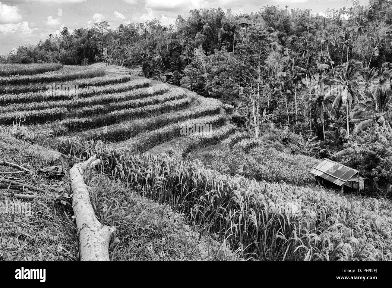 Reis Terrasse in der Nähe von Ubud auf Bali, Indonesien Stockfoto