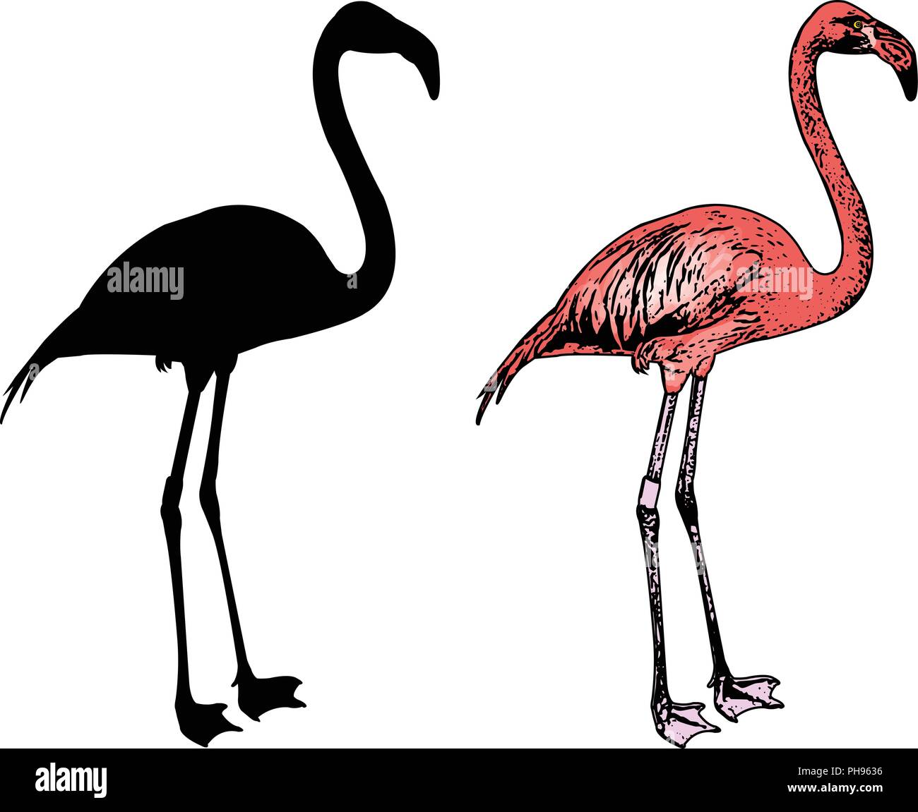 Flamingo Vogel Silhouette und Skizze Illustration - Vektor Stock Vektor
