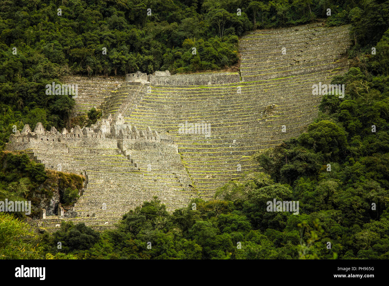 Die Inka-ruinen von Winay Wayna, einschließlich der landwirtschaftlichen Terrassen und seines Mikroklimas,, entlang der Inka Trail nach Machu Picchu. Heilige Tal, Peru Stockfoto