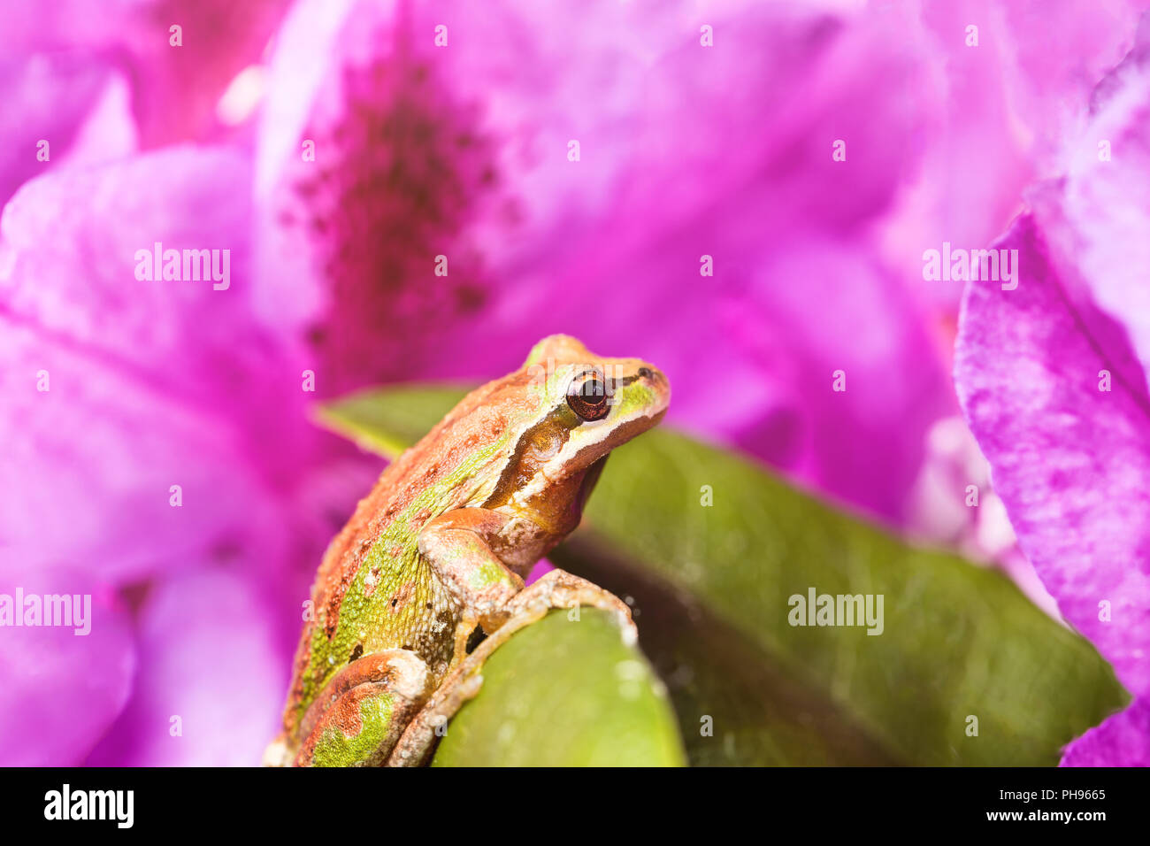 Feder peeper Frosch innerhalb von wilden Blumen bei hellem Tageslicht Stockfoto