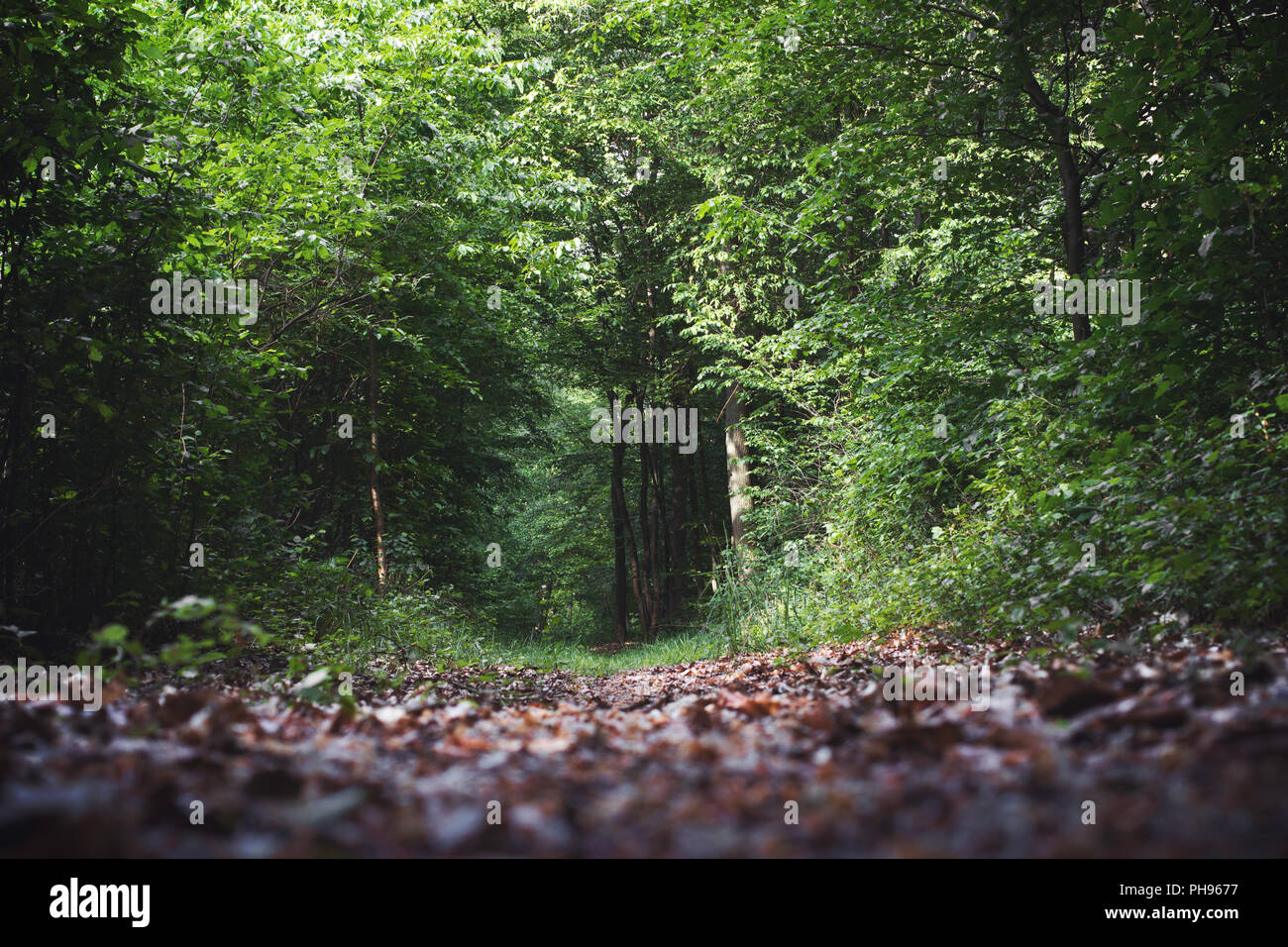 Wald in Frankfurt am Main, Deutschland Stockfoto