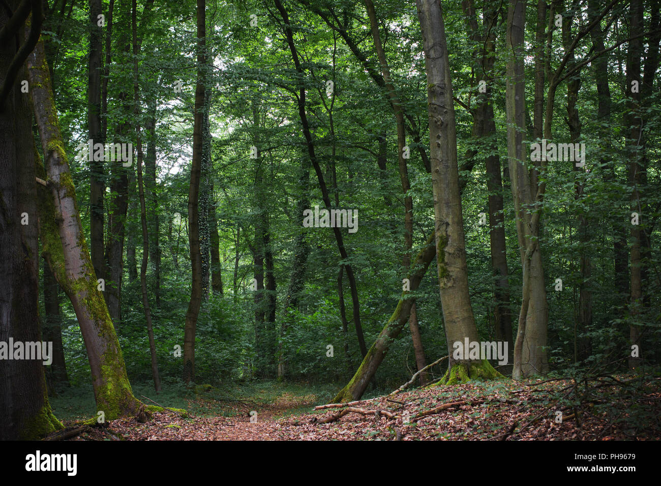 Wald in Frankfurt am Main, Deutschland Stockfoto