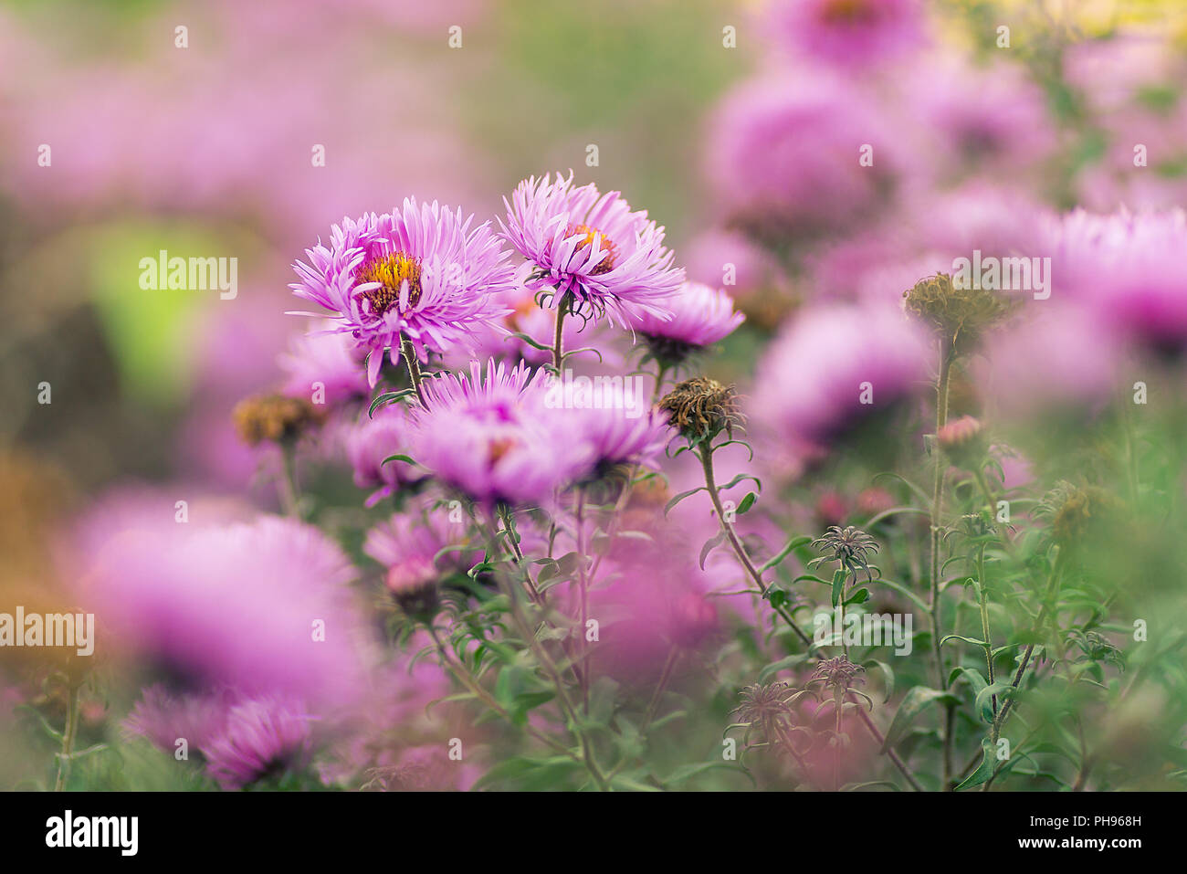 Blume lila Stockfoto