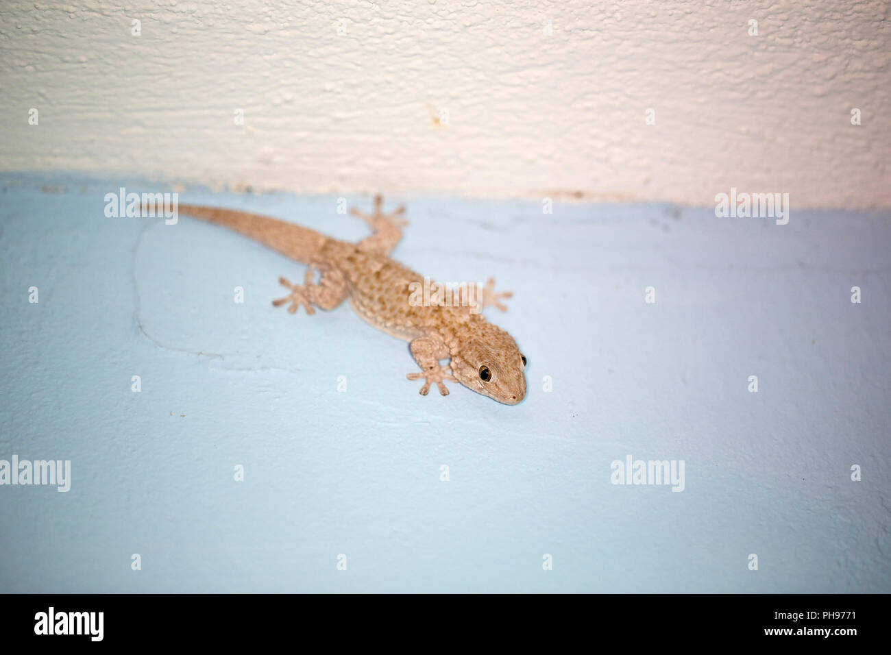 Maurischer Gecko (Tarentola Mauritanica) Stockfoto