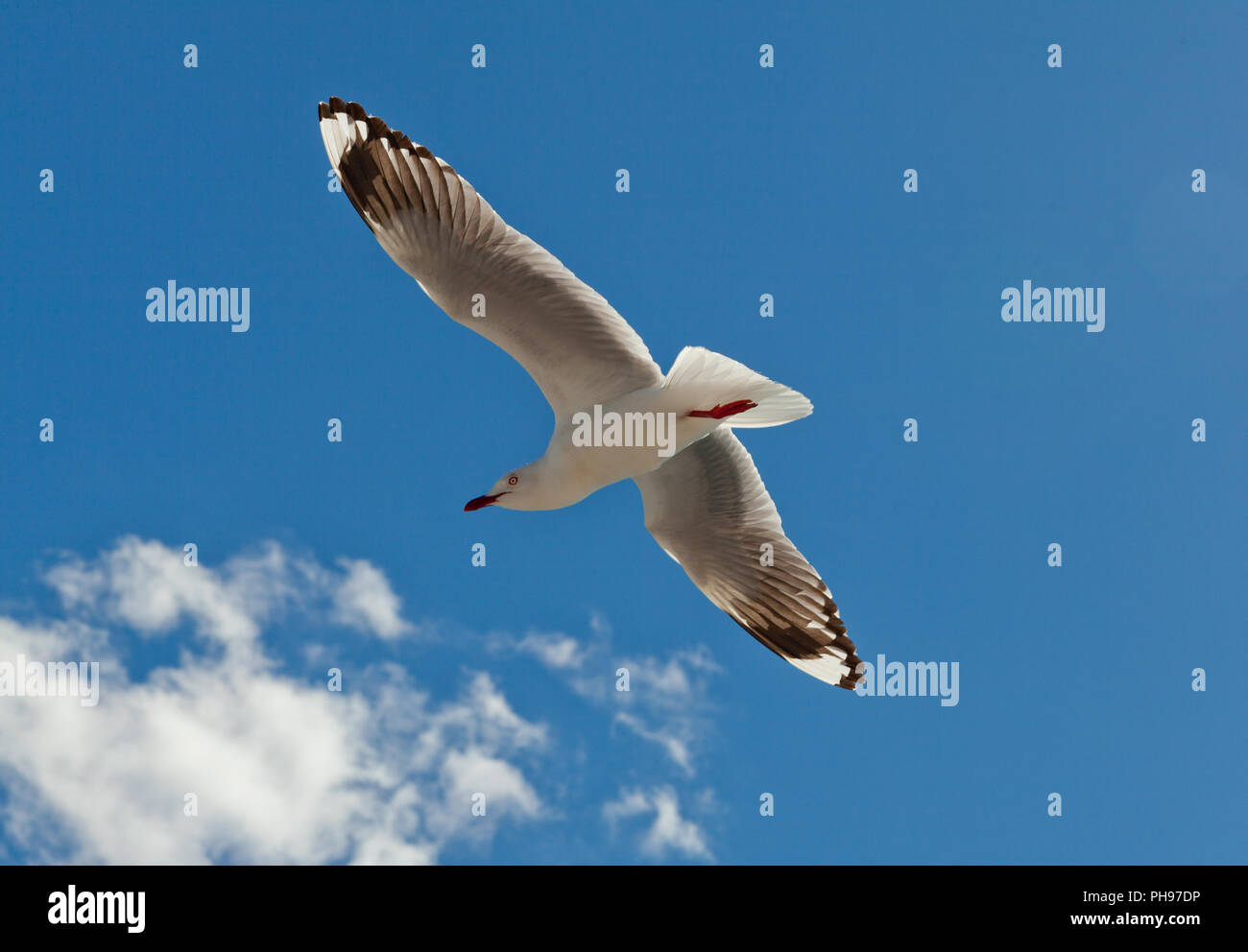 Fliegende Möwe Stockfoto