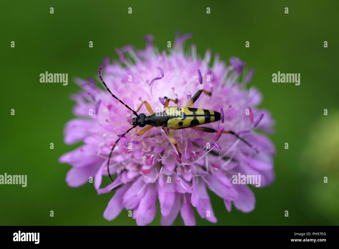 Spotted Longhorn beetle (Strangalia Maculate) auf eine Blume. Stockfoto