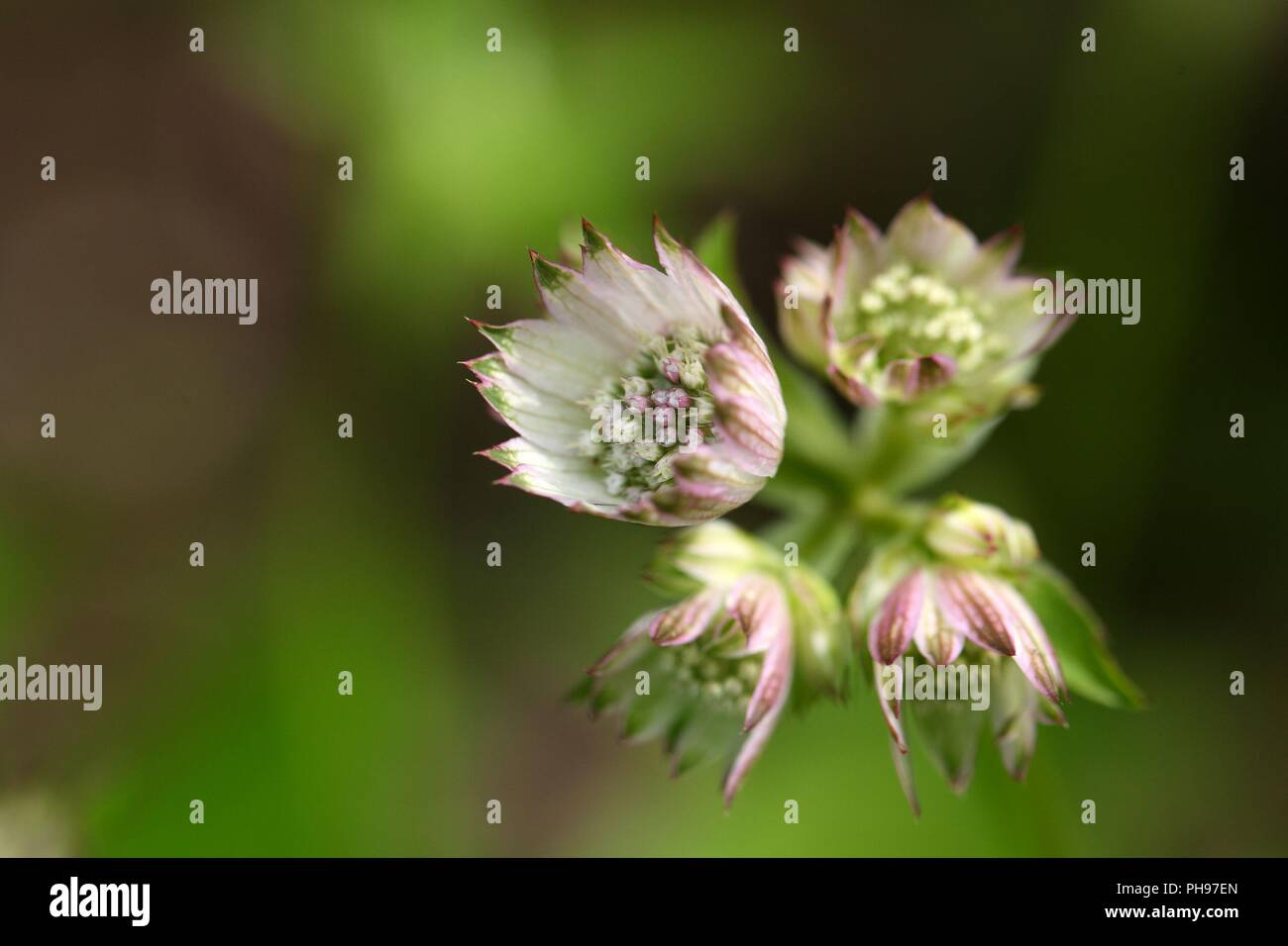 Blüten eines großen masterwort (astilbe) Stockfoto