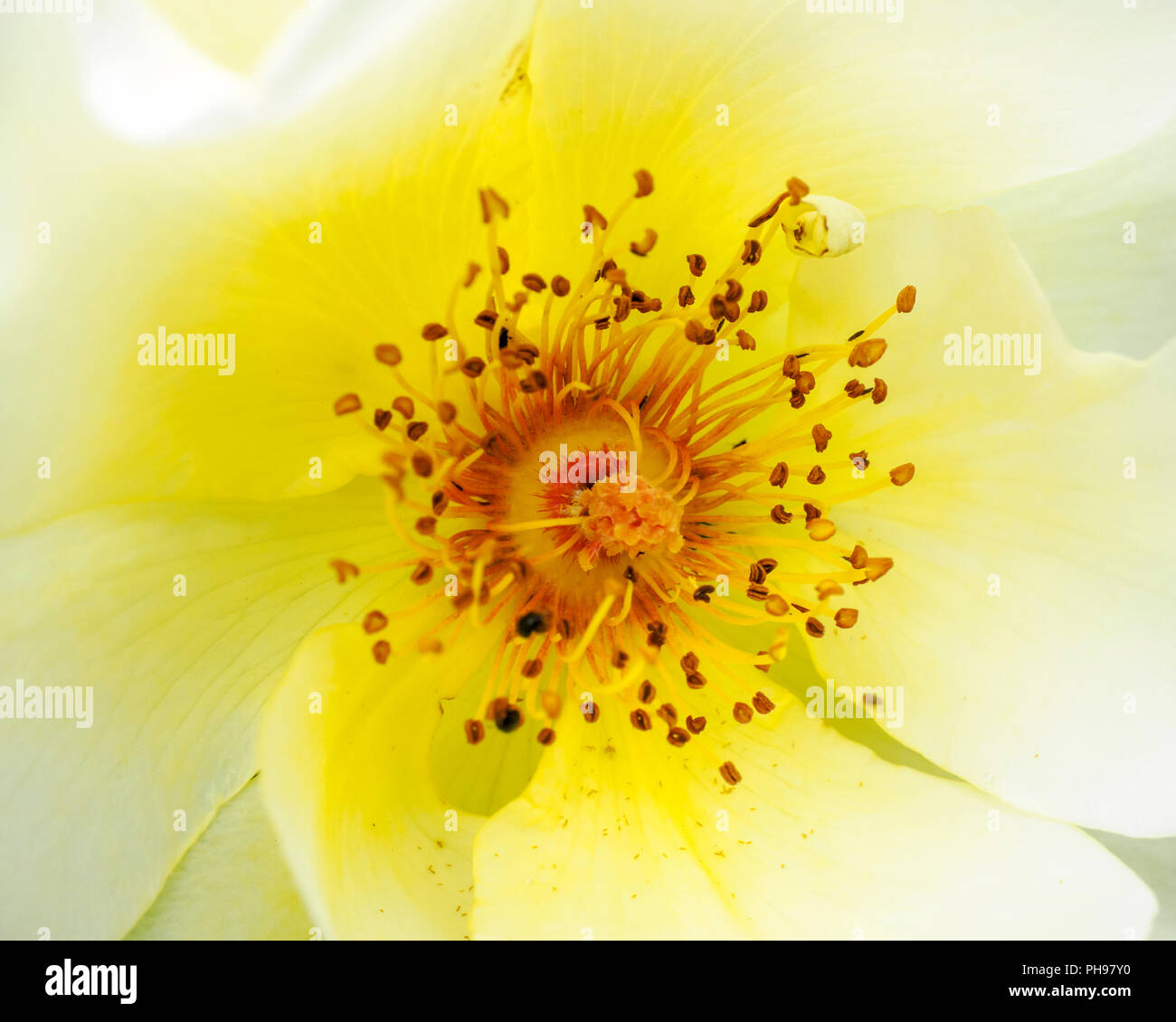 Rosa Golden Wings' ist eine kräftige, buschige Mittelgroßer Strauch mit hellgrünen Laub, und duftenden, weißen und gelben Blumen Stockfoto