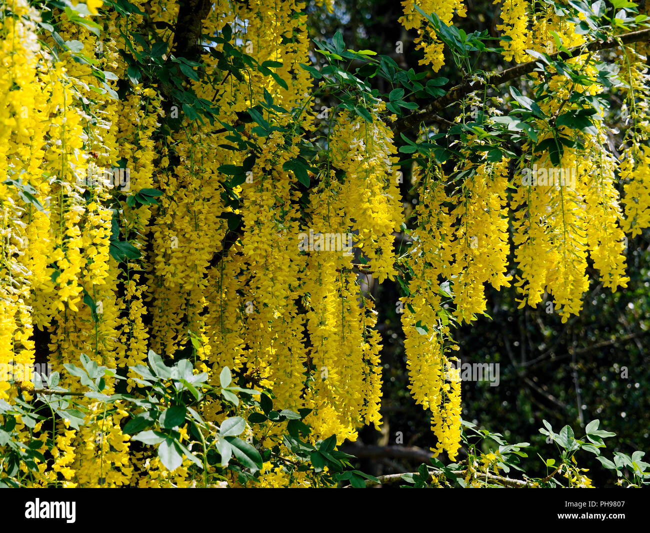 Goldregen, auch goldene Kette oder goldenen Regen genannt, ist eine Pflanzenart aus der Gattung der zwei Arten von kleinen Bäumen in der unterfamilie Faboideae der pea Familie Fabaceae. Stockfoto