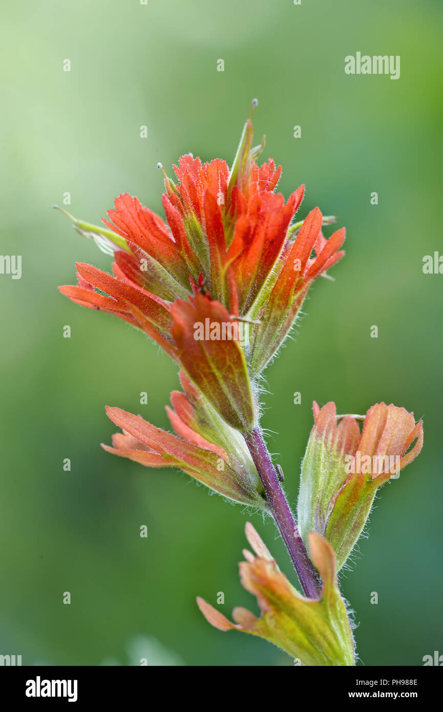 Red Indian Paintbrush Stockfoto